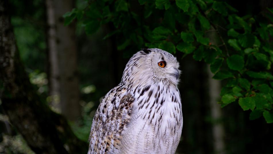 Owl Animal Bird