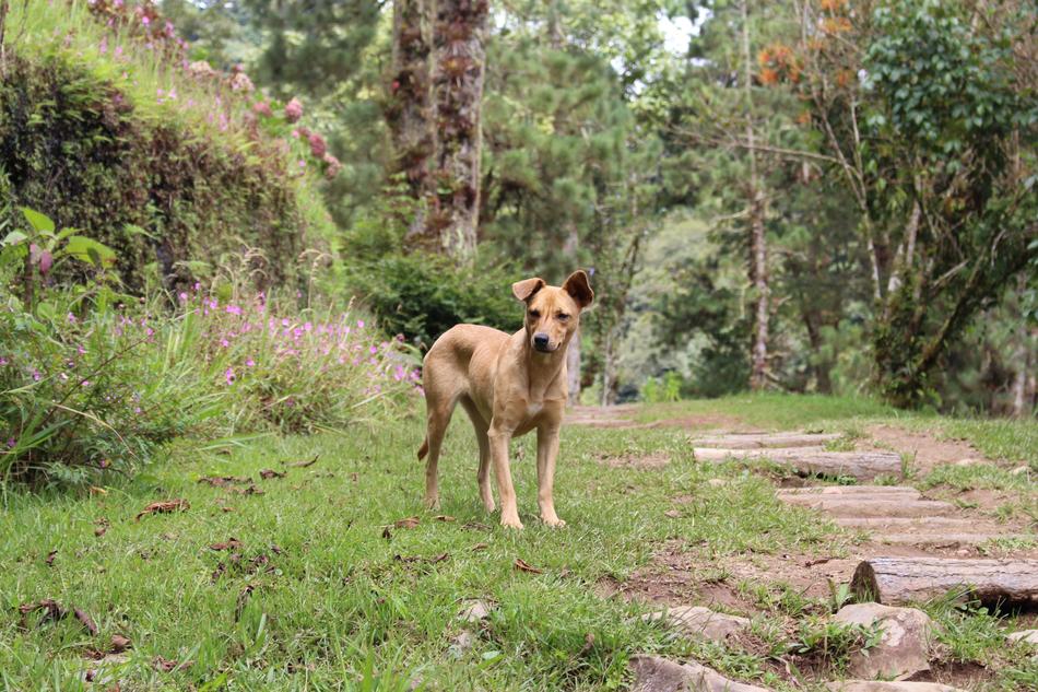 Dog in Nature Portrait