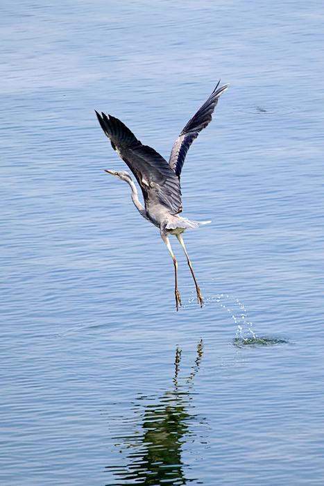 Grey Heron Water Bird