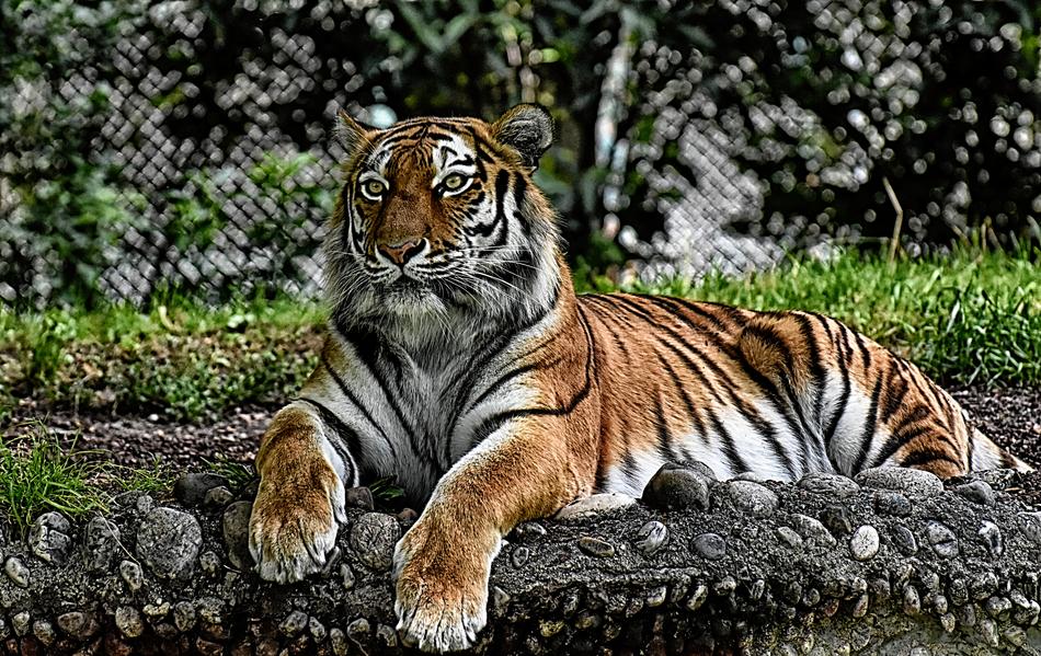 Tiger Big Cat Predator