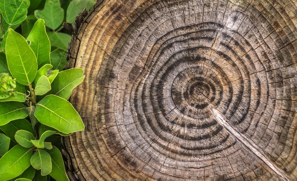 Wood Annual Zone Pattern