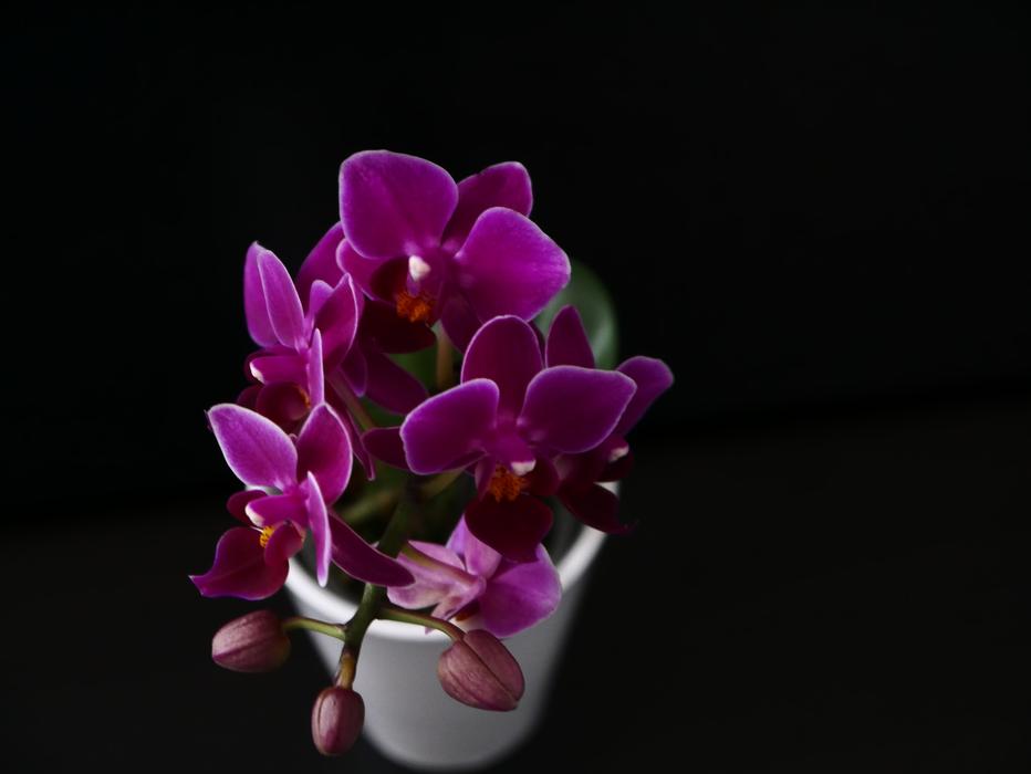 Orchid Background Flower