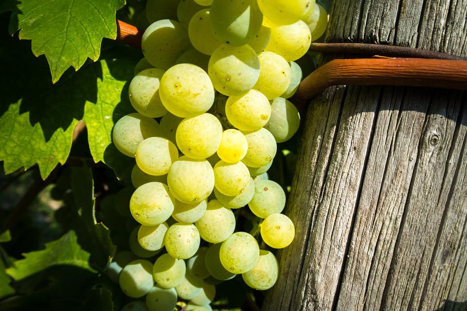 fresh bunch of grapes