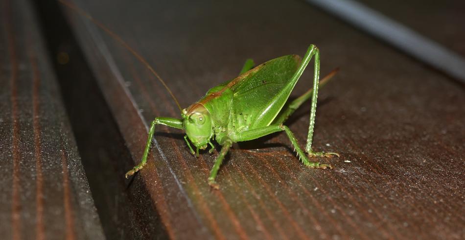 Grasshopper Grille Insect