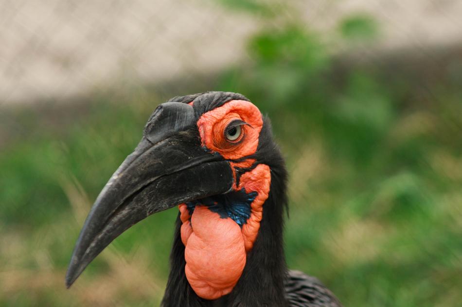 Bird Portrait Nature Wild