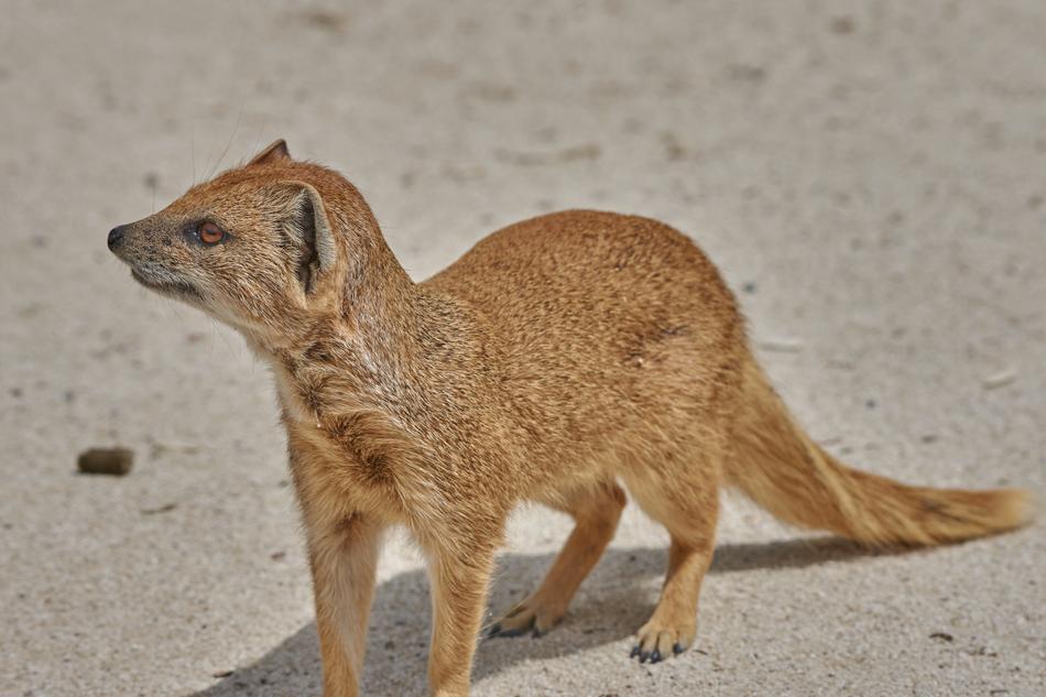 Fuchs Fuchsmanguste Desert