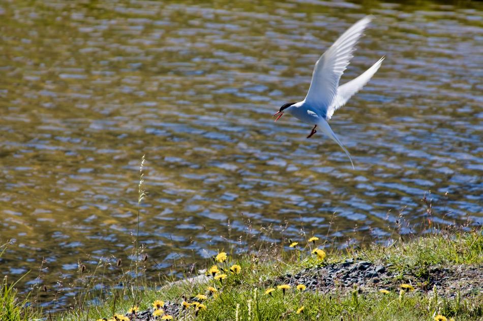 Silver Tern Bird by Water