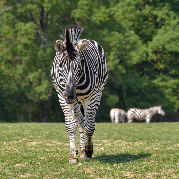 flock of zebras at the zoo
