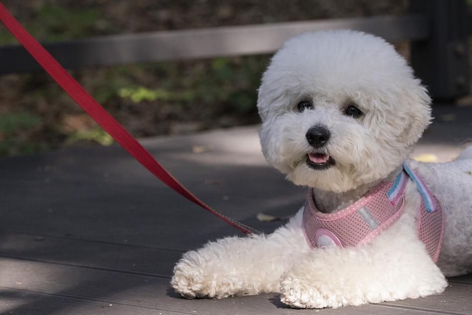 Pet Dogs Canine Companion Walk