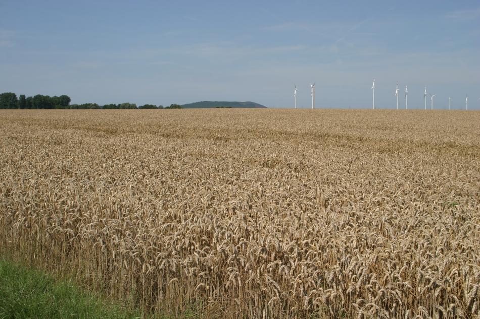 beautiful yellow field