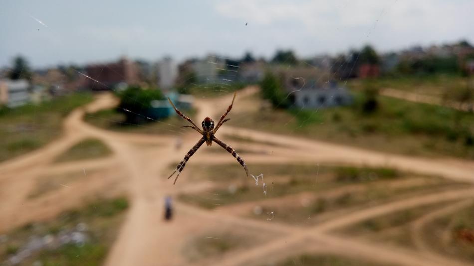 macro view of Spider Insect on web