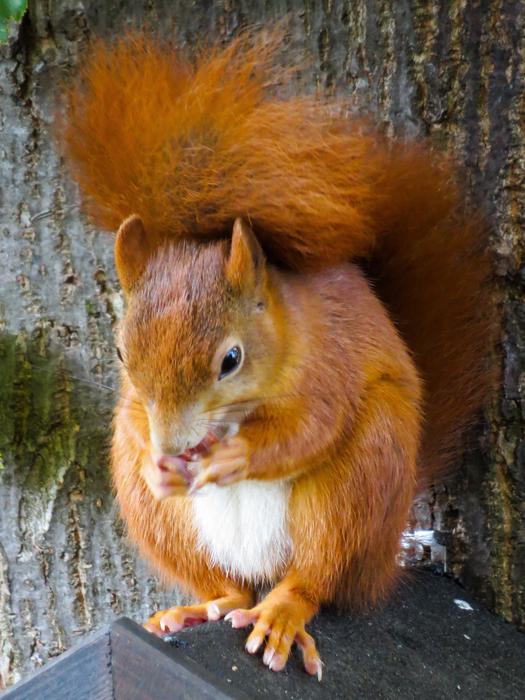 Animal Squirrel Rodent macro