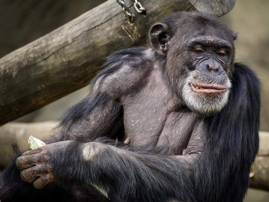 furry chimp in a tree