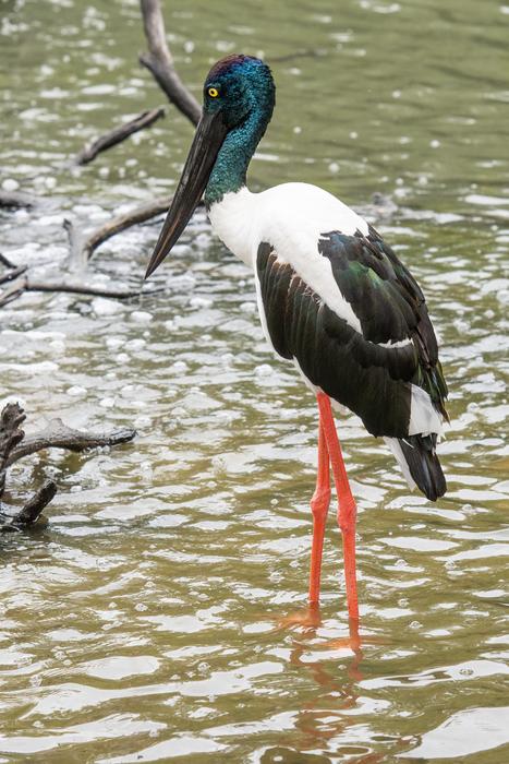Jabiru Outback Bird Northern