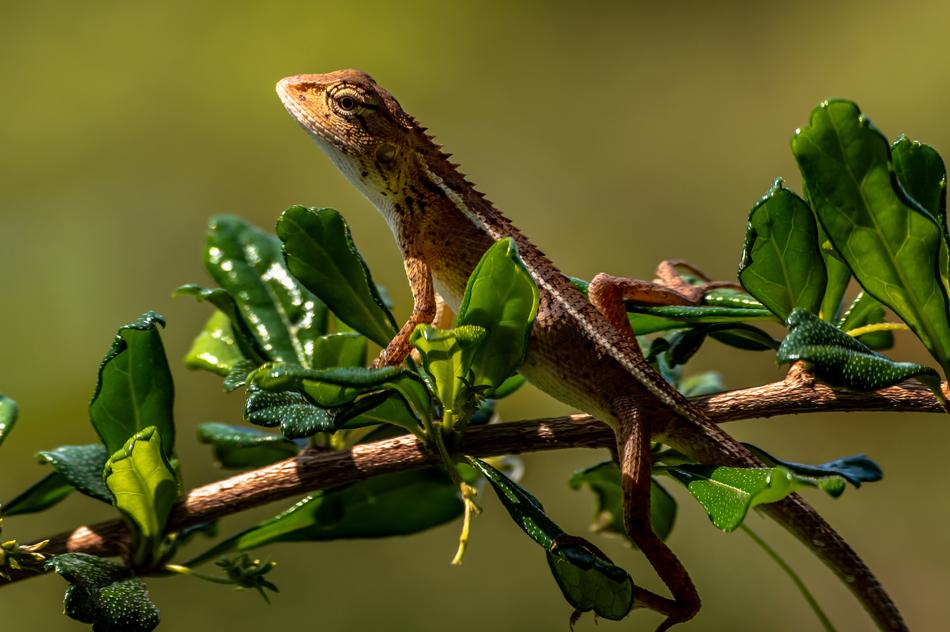 lizard on the branches