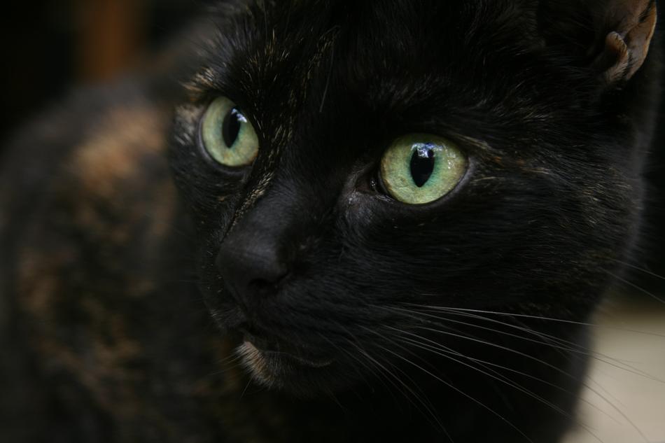 cat staring into the distance