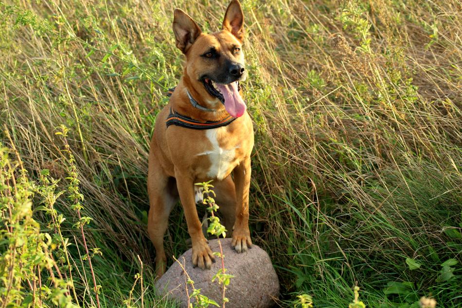 domestic dog on a walk