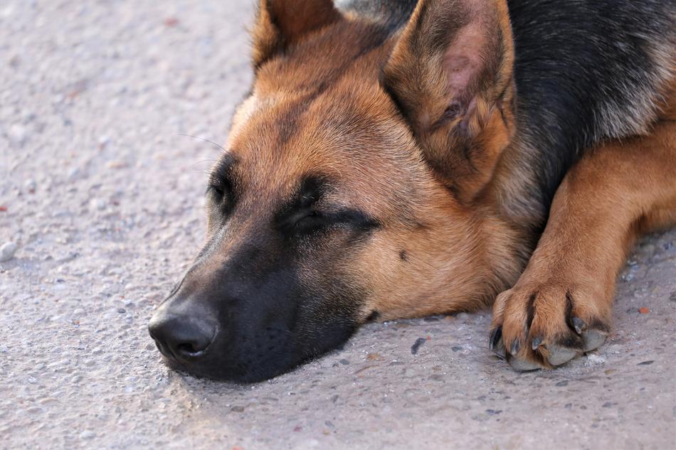 German Shepherd Sleeping Animal portrait