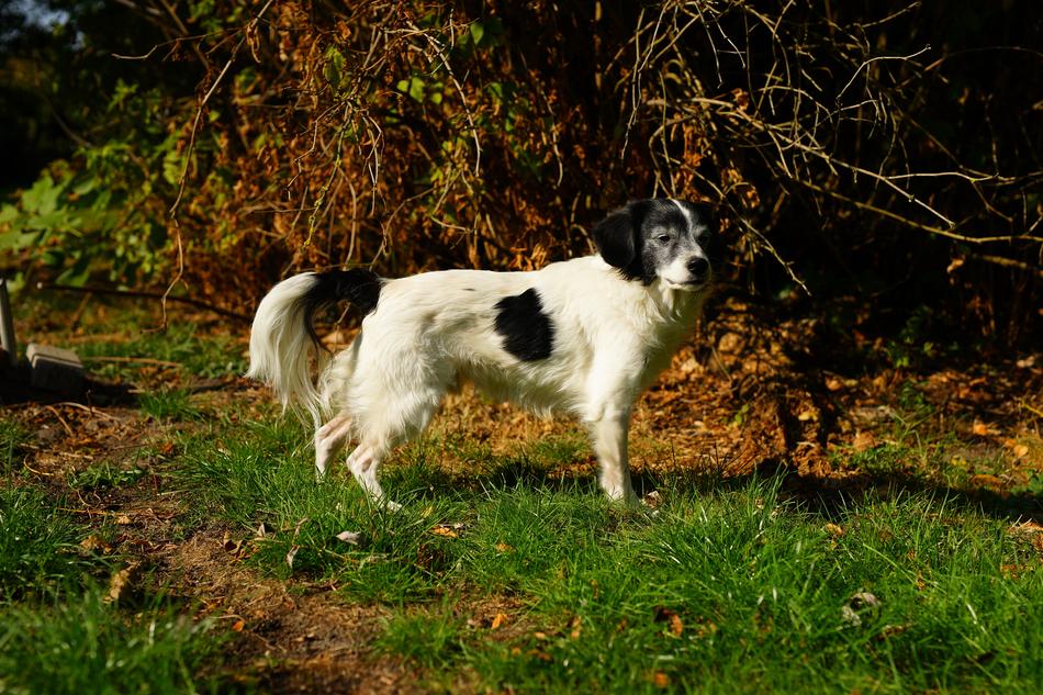 Dog Hybrid Male walking in nature
