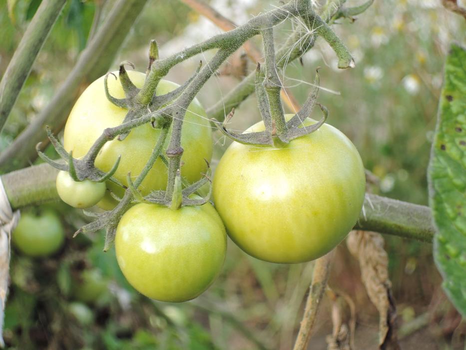 three green tomatoes in the garden