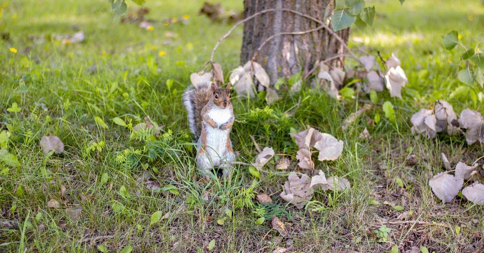 squirrel in the grass near a tree
