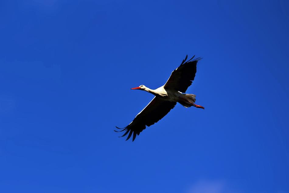 Stork Bird Animal