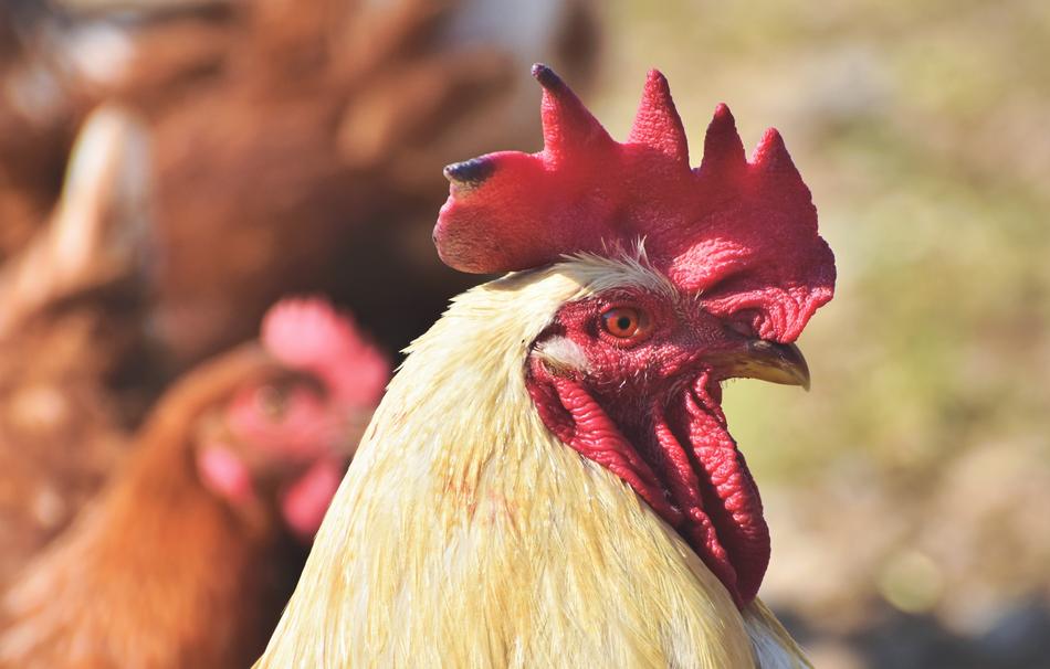 white rooster with a red crest