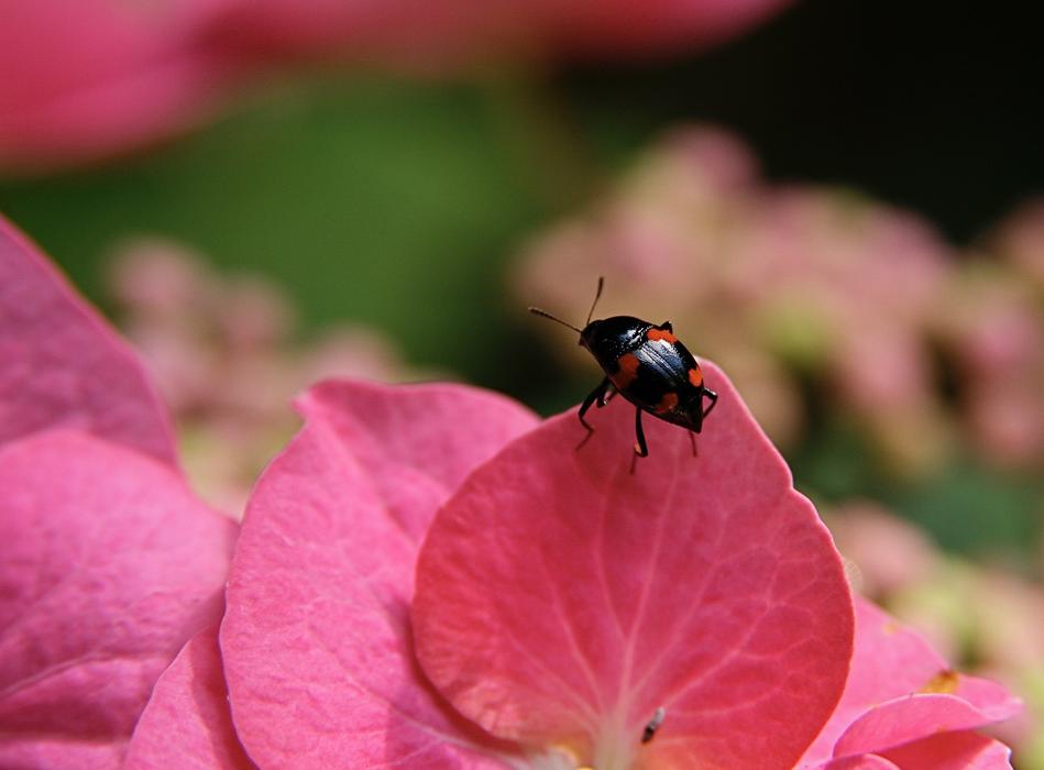 Insect Beetle Four Blotchy