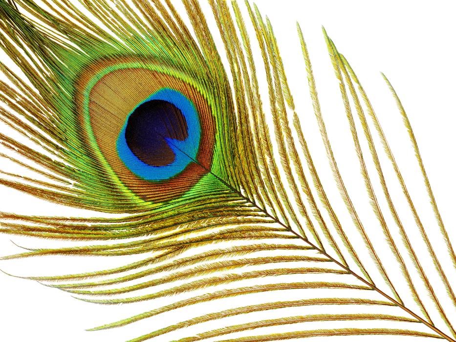 Peacock Feather Plumage