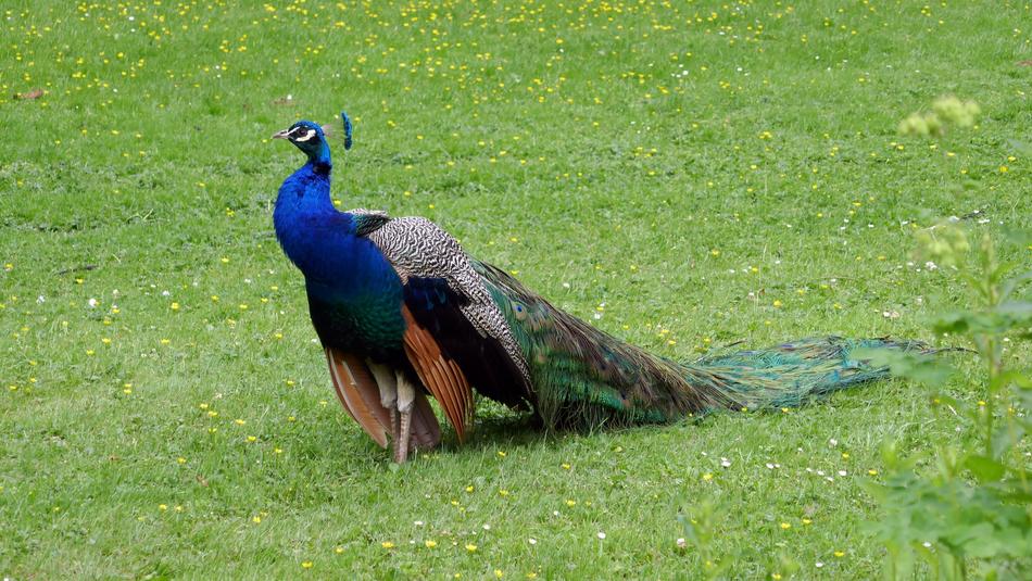 Peacock Bird Park Colorful