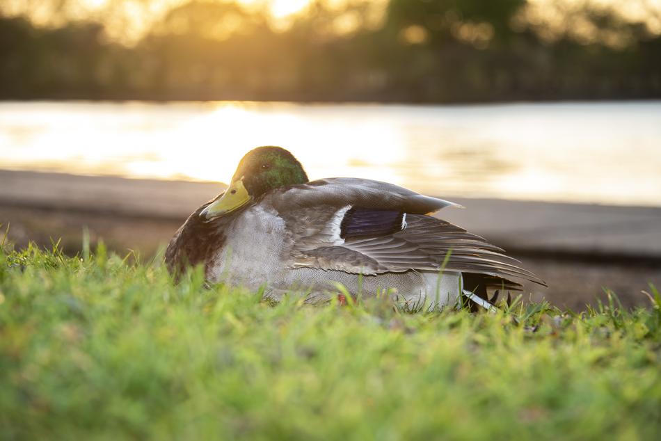 Goose Duck by the Water