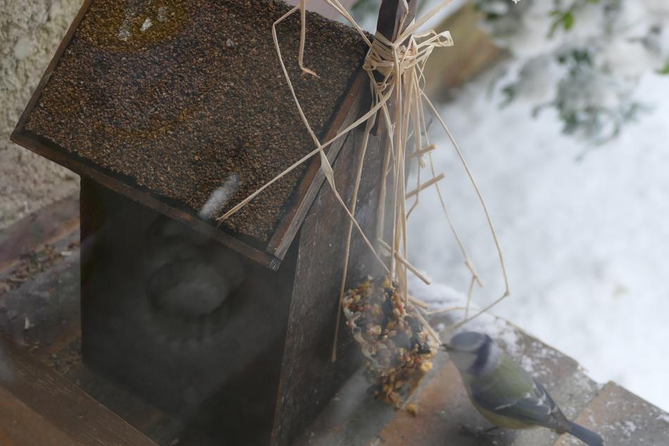 Birds House blue tit Bird