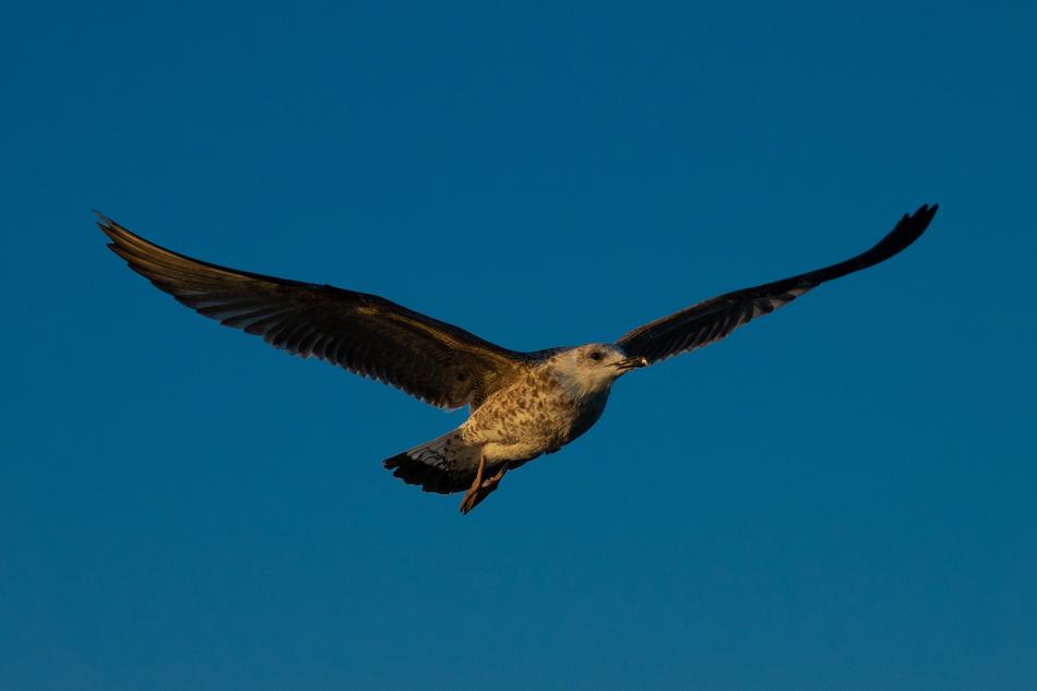 Seagull Sky Wing