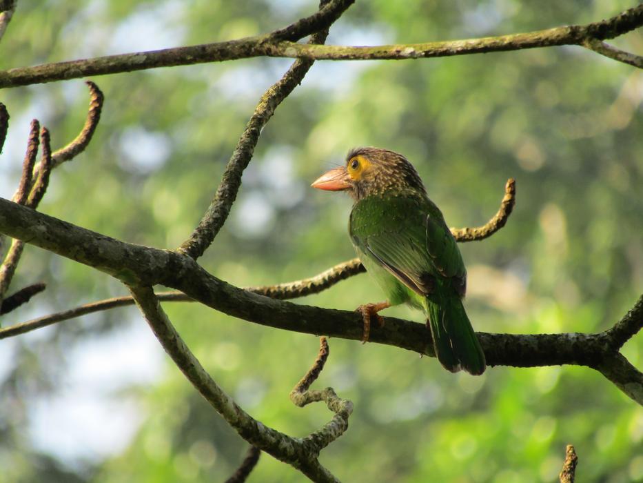 bird with a big beak on a tree