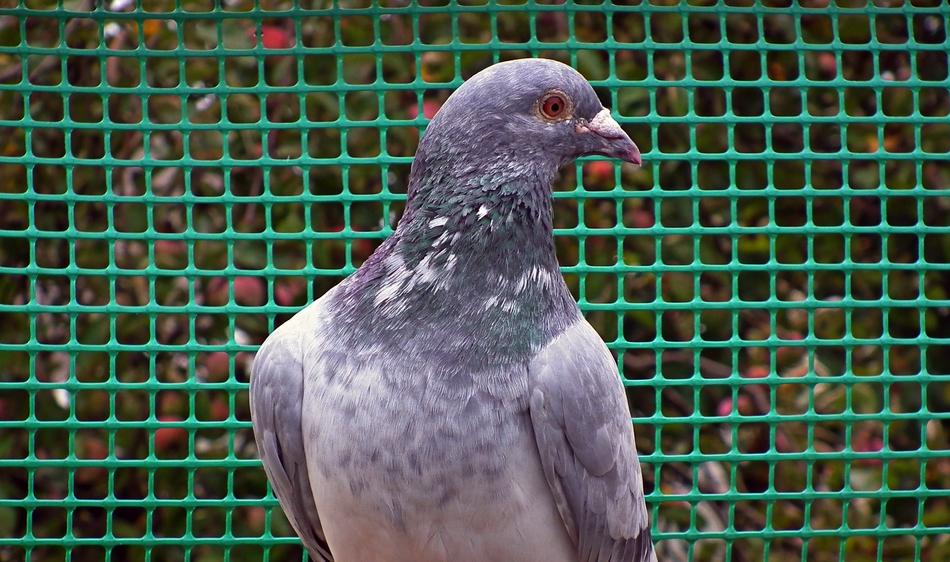 Dove Bird in cage