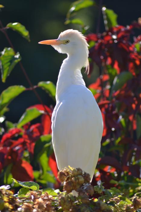 Africa Bird White Animal