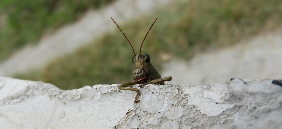 Insect Nature Cricket