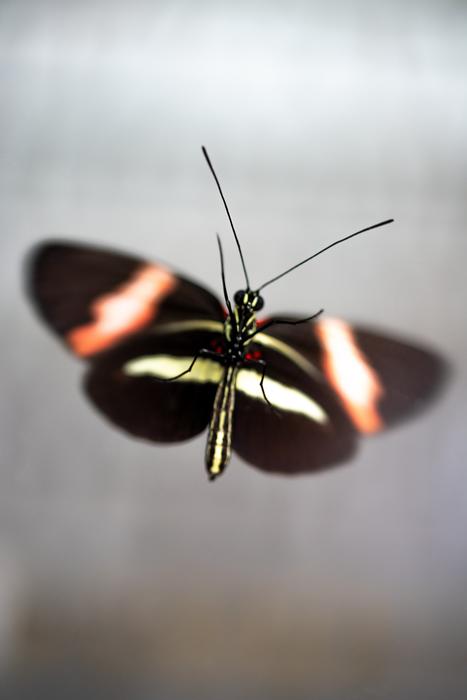 Heliconius erato Butterfly on glass