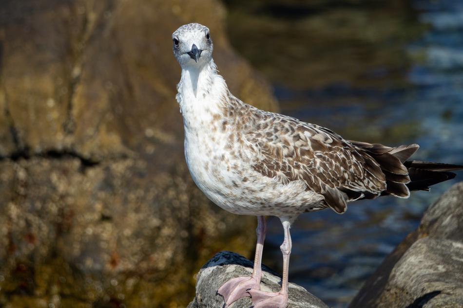 wild Seagull Bird Bill Closeup view