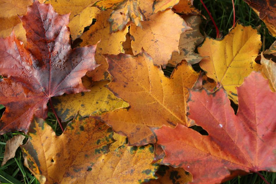 Leaves Autumn In The Fall Of