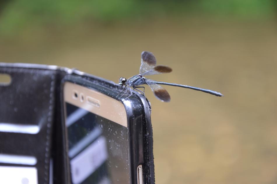dragonfly sits on the phone