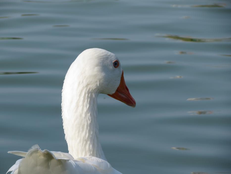 Goose White Bird