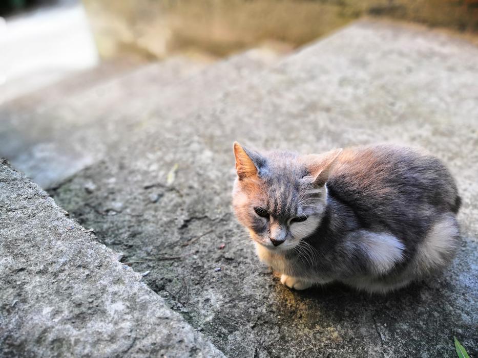 Cat Day Kitten
