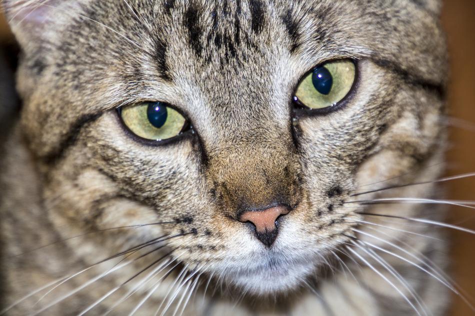 Cat Feline Domestic