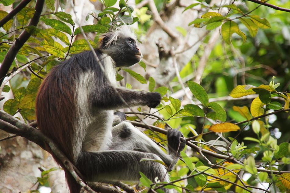 Red Monkey Zanzibar Animal
