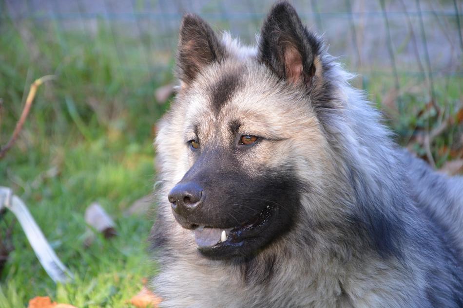 furry Dog Animal
