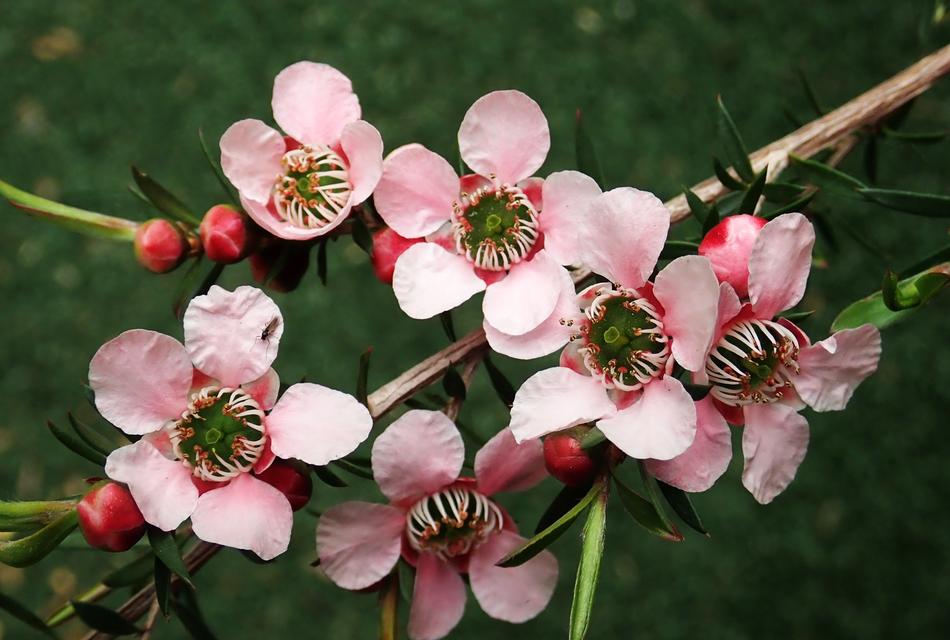 pink Flowers Tea Tree
