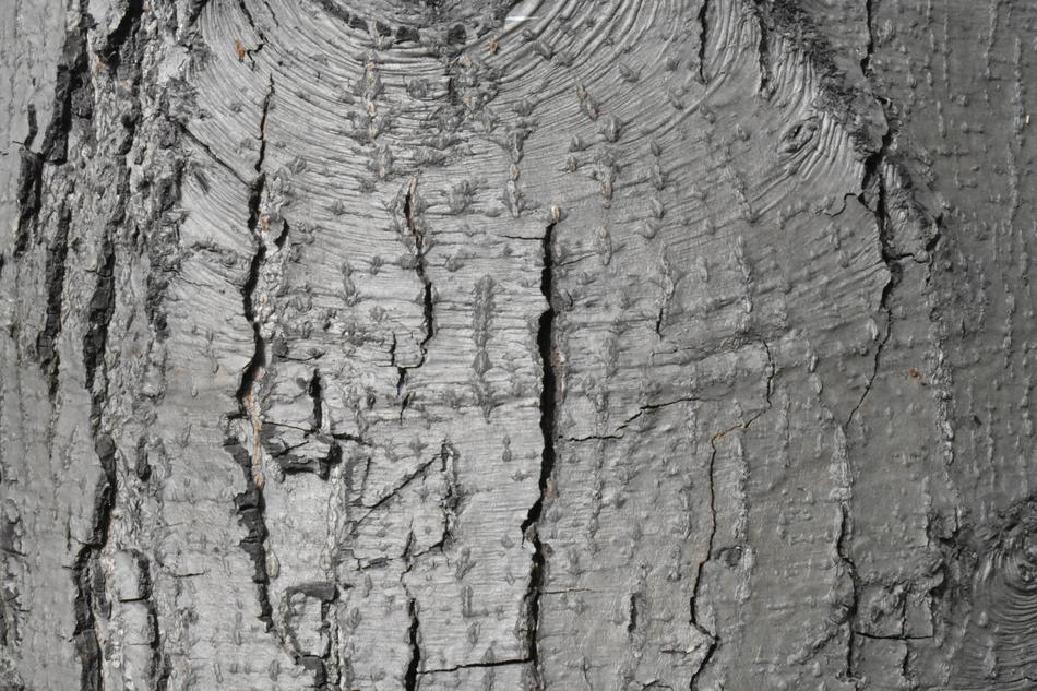 Bark Tree Background