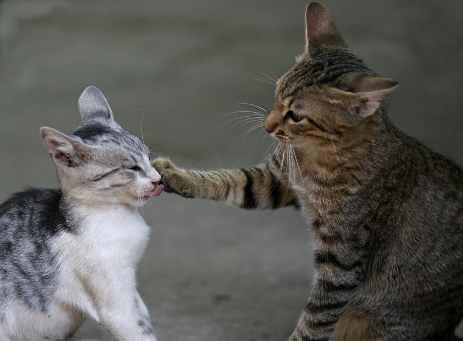 two funny cats