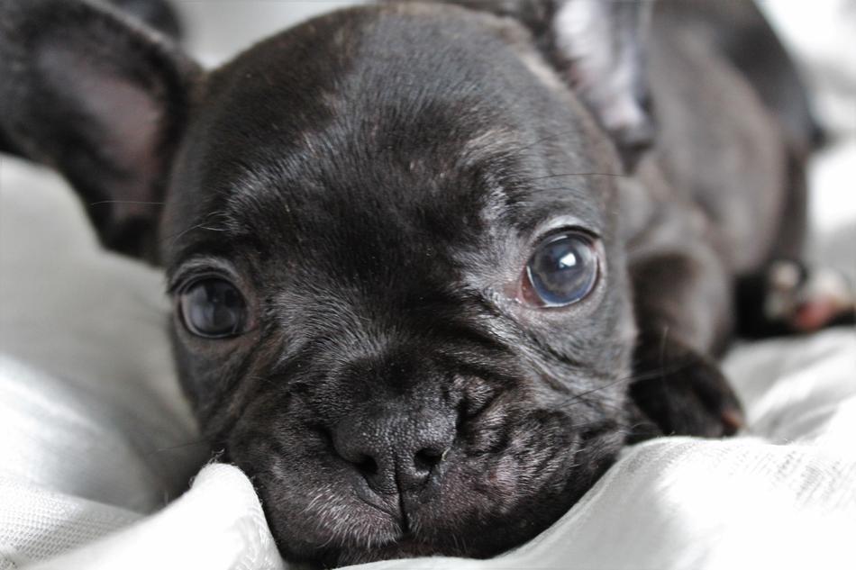 Puppy Dog Nice
